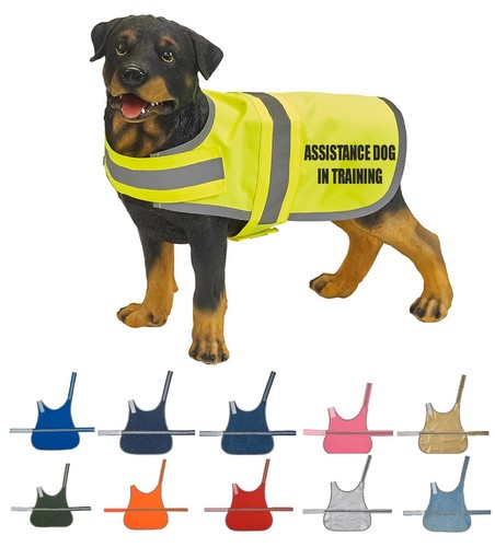 Assistance dog training - dog,