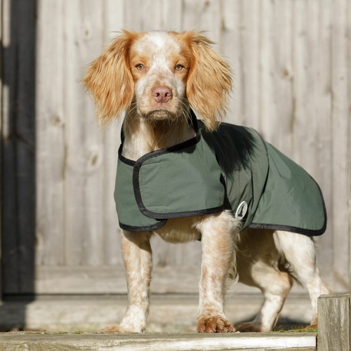 Dog field in - dog, 2