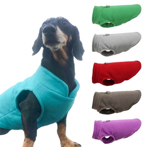 Dog sweater with leash - dog,