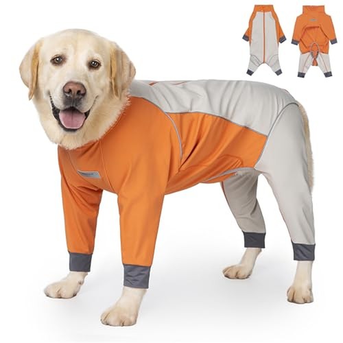 Dog full body - dog, winter