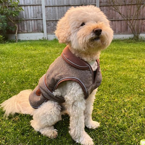 Quality dog coat - dog, traditional