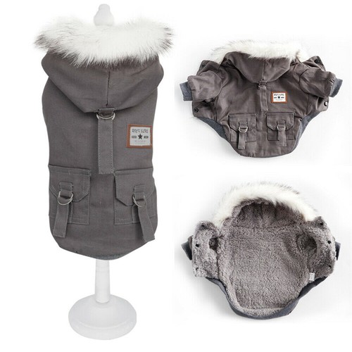 Cute dog winter - winter, coat-
