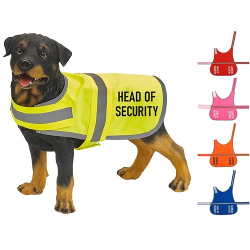 Yellow dog coat vis - dog,
