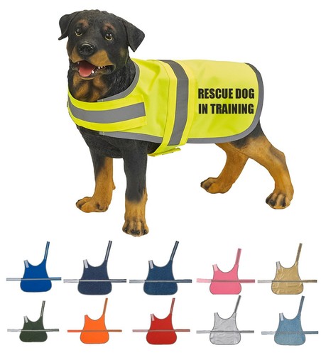 Rescue dog training high - high, vis