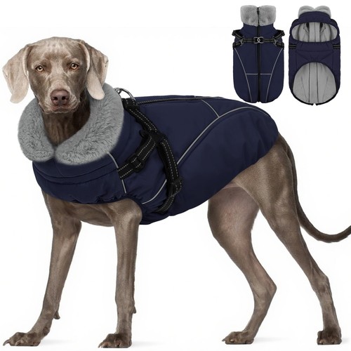 Large dog winter - winter, coat