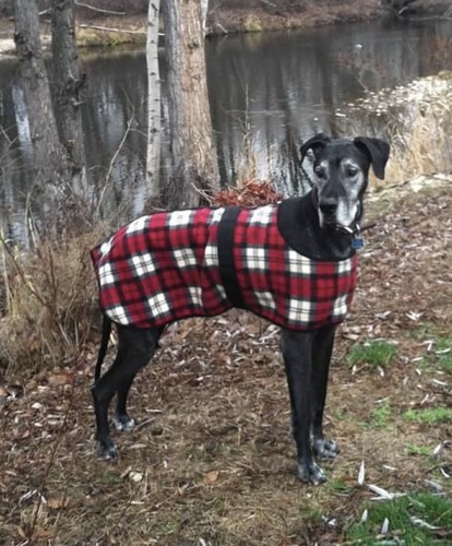 Dog winter coat - dog, x-large