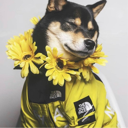 Pet daily kit dog - pet,