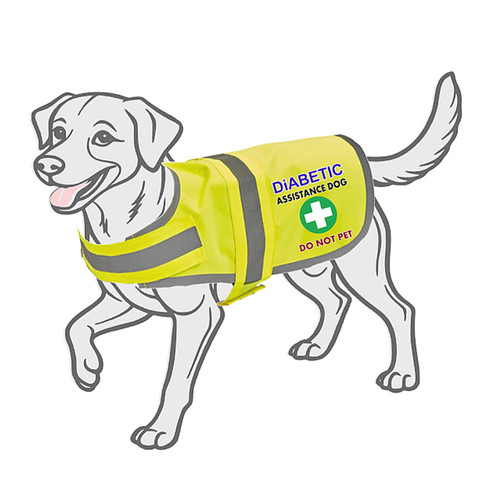 Diabetic assistance dog - assistance, hi