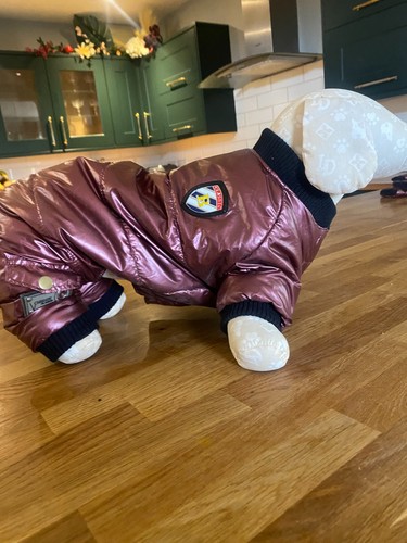 New dog shiny - ,