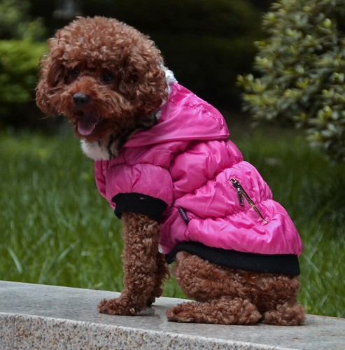 Winter puffy parka dog coat - winter,